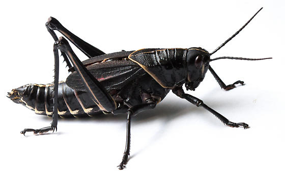 A photograph of an Eastern Lubber Grasshopper with black colors and a tan thin trim.